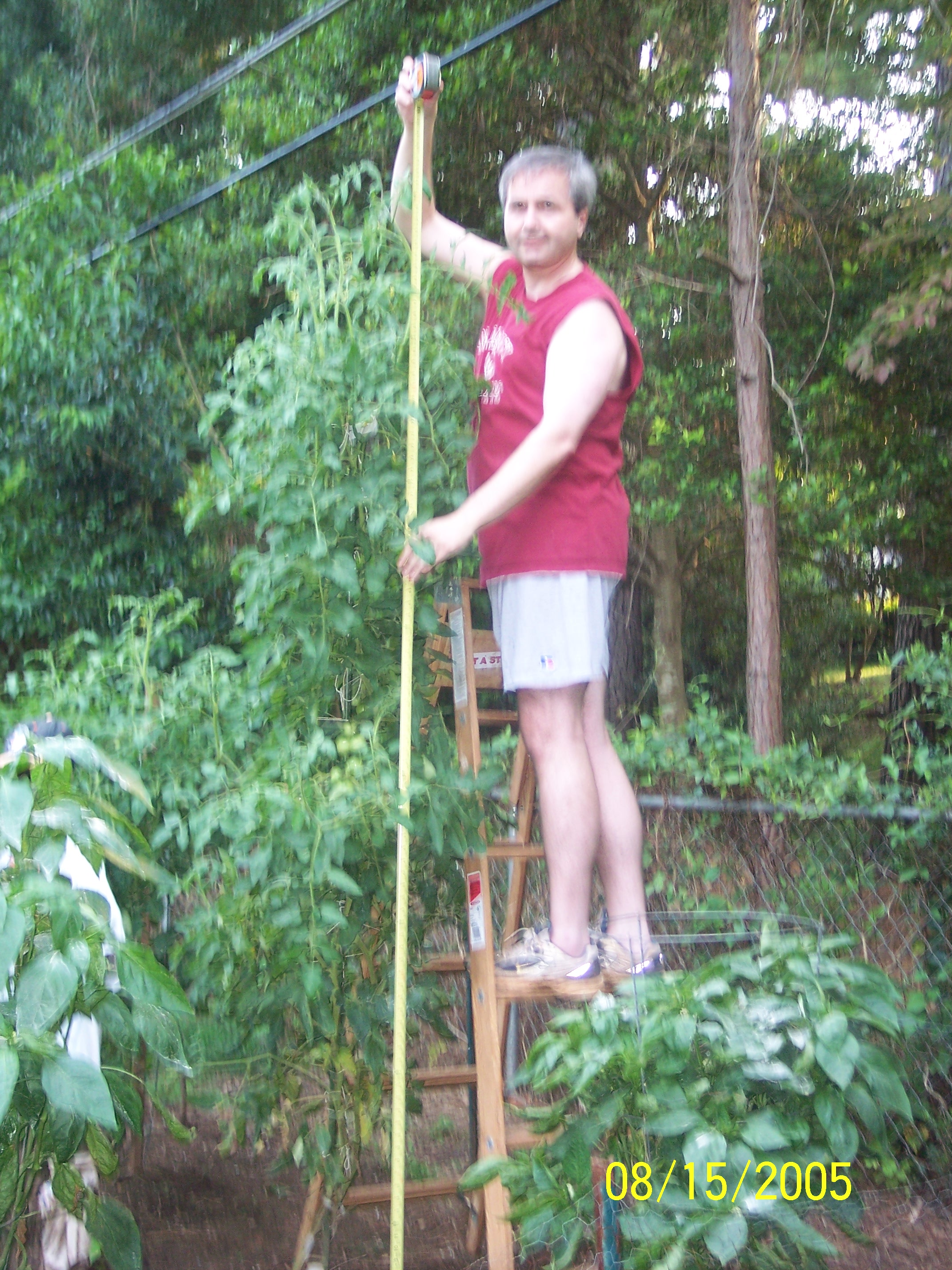 Mike needed a ladder to measure the height of his tomato plants!